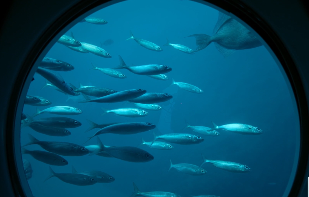 Submarino Safaris Tenerife